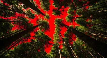 A view of tall trees reaching towards a red sky from a low angle