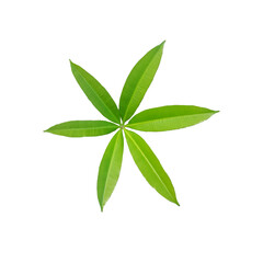 Five-pointed star-shaped green leaf on white background.