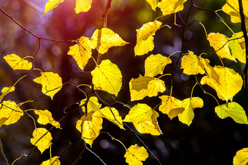 Autumn background-yellow leaves in the city Park
