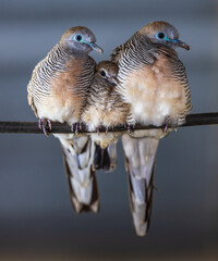 The father and mother bird and their young are on a branch.