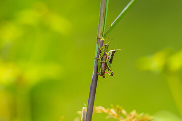 The grasshopper on the leaf.