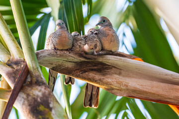 The father and mother bird and their young are on a branch.