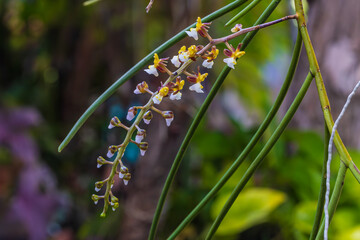 Cleisostoma fuerstenbergianum, Beautiful rare wild orchids in tropical forest of Thailand.