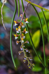 Cleisostoma fuerstenbergianum, Beautiful rare wild orchids in tropical forest of Thailand.