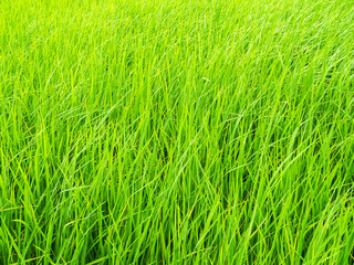 Rice field background, jasmine rice organic agriculture farm raw food ingredient traditional asian, green grass landscape environment zero carbon energy eco concept.