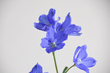 青いデルフィニウム