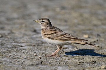 Greater short-toed lark // Kurzzehenlerche (Calandrella brachydactyla) 