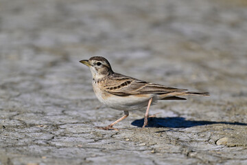Greater short-toed lark // Kurzzehenlerche (Calandrella brachydactyla) 