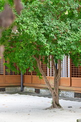 Authentic scene of brown textured tree trunk with lush green canopy in sandy gravel ground beside Japanese style wooden building with lattice sliding doors under natural daylight.