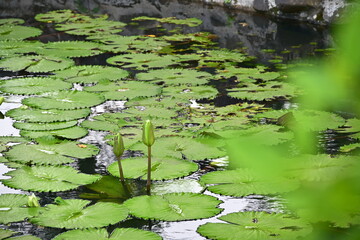 Authentic nature scene of two closed lotus flower buds on slender green stems among round floating lotus leaves on reflective water surface with selective focus and soft background blur.