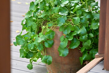Authentic home garden scene of pennywort with bright green round leaves on slender stems cascading from brown terracotta pot on wooden deck framed by dark brown vertical structures.
