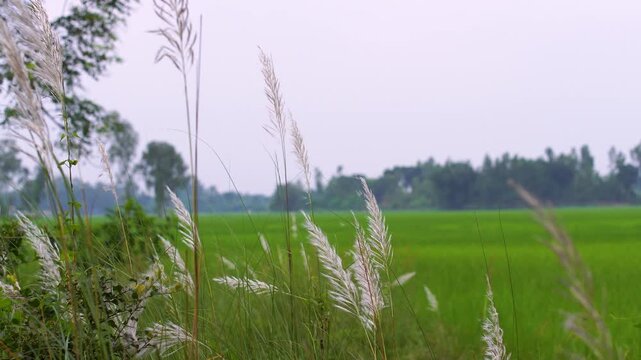 Autumnal landscape of Kash (Kans Grass) Grass moving in the wind in rural South Asia. 
