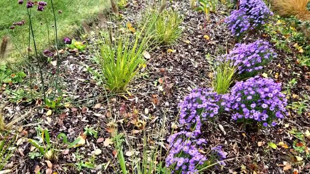 autumn flowerbed with perennials and grasses in a square with black stone cobblestone tiles, granite curbs autumn purple white and yellow asters and ornamental grasses with sage in a city park