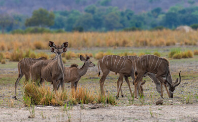Group of male and female Kudu, Strepsiceros, on the banks of the Okavango River, Namibia