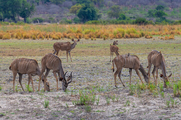 Group of male and female Kudu, Strepsiceros, on the banks of the Okavango River, Namibia