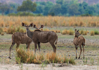 Group of male and female Kudu, Strepsiceros, on the banks of the Okavango River, Namibia