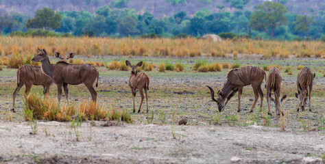 Group of male and female Kudu, Strepsiceros, on the banks of the Okavango River, Namibia