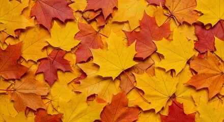 Obraz premium Vibrant Autumn Leaves A Close-up of Colorful Foliage in Shades of Yellow and Red