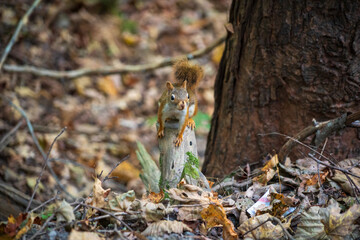 Robert H. Treman State Park New York, Waterfalls and Gorges in the Finger Lakes
