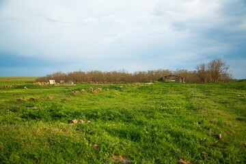 Vibrant green lawn and natural landscape in summer