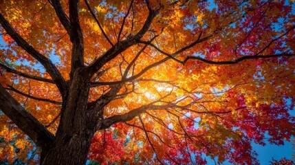 Bright golden and red maple leaves on an autumn tree branch against the blue sky in the forest park