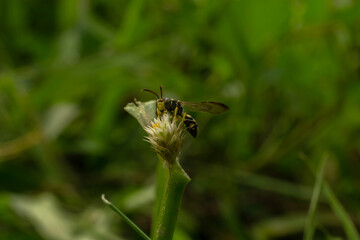 Macro Photography of Wild Bee on Small Flower – Insect Behavior and Pollination Concept