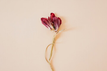 Spring tulip blossom in deep burgundy shade on neutral cream background