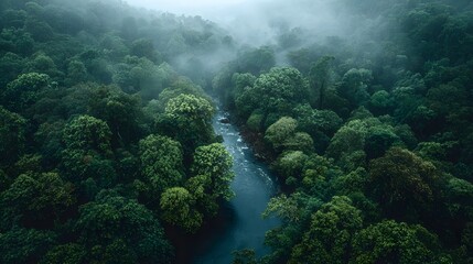Aerial view of river winding through lush green rainforest.