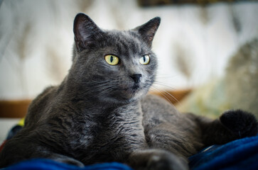 Gray cat resting on soft warm blanket on the bed