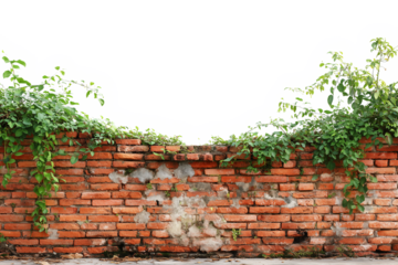 Old brick wall with green ivy isolated on transparent background, a rustic texture