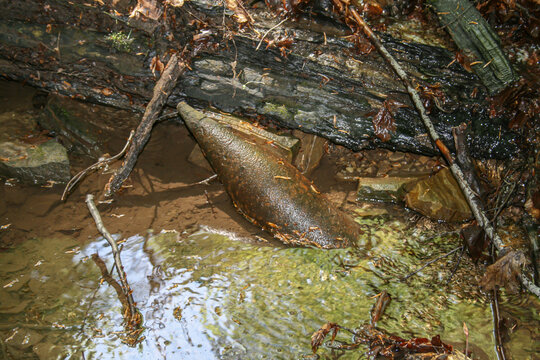 Unexploded ordnance (UXO) lying partially submerged in a muddy stream, highlighting hidden wartime remnants and environmental hazards in nature