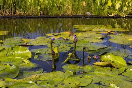 Bot&otilde;es de flores roxas de l&iacute;rios d'&aacute;gua emergindo da &aacute;gua cercados por folhas flutuantes. H&aacute; vegeta&ccedil;&atilde;o alta na margem superior, sugerindo um lago ou canal em um parque.
