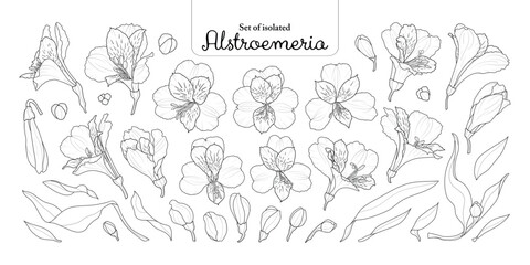 Set of Alstroemeria flower, lily of the Incas, black outline and white plain, isolated on transparent background, hand-drawn illustration.