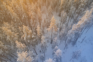 Aerial view of winter spruce forest. Beautiful landscape in the bright light of sunset. Warm and cold tone