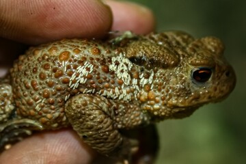 Close-up of common toad (Bufo bufo) with parasitic fly eggs attached to its skin, illustrating amphibian parasites and wildlife health threats