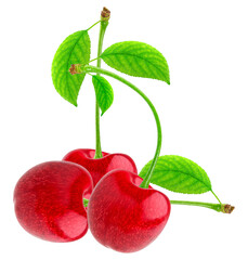 three bright red cherries on a connected long green stem with fresh green leaves, highly detailed photograph isolated on a solid transparent background.