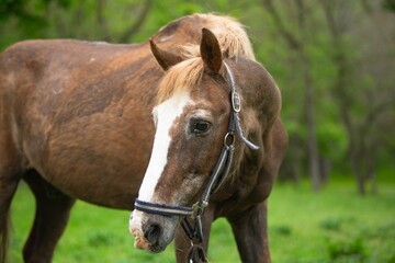Obraz premium brown horses grazing and walking on green grass.