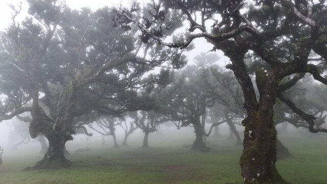 Fanal forest in madeira on a foggy day with ancient laurel trees and misty conditions creating an enchanting atmosphere