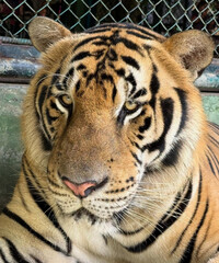Powerful tiger staring calmly through enclosure fence.