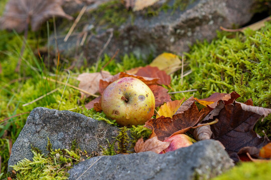 Fallen apples and fallen leaves on the ground in a garden.