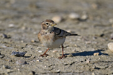 Kurzzehenlerche // Greater short-toed lark (Calandrella brachydactyla) - Narta Lagune, Albanien
