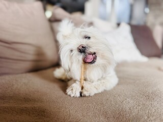 Adorable little dog gnawing bone on couch in modern living room – domestic pet behavior scene