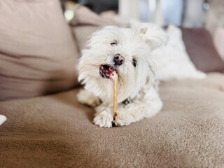 Adorable little dog gnawing bone on couch in modern living room – domestic pet behavior scene