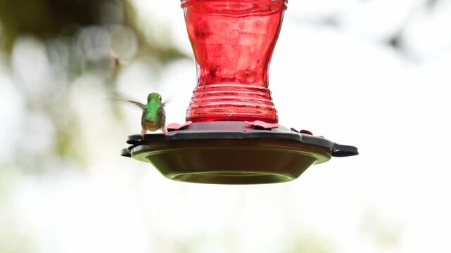 Images of several hummingbirds, including a female Ocreatus underwoodii and a Buffon's hummingbird