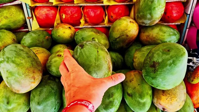 Person At The Fruit Stand Selling Large Mangoes In Sharm El Sheikh, Egypt. High-angle, Close-up Shot