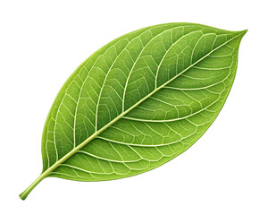 Obraz premium Fresh green leaf top view isolated on transparent background, natural botanical element for eco design, nature, and environment concepts