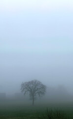 Obraz premium In a foggy landscape, a solitary tree emerges, evoking tranquility and a hint of mystery in the natural world