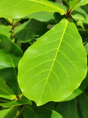 green leaf texture under the sun