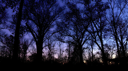 Silhouette of trees against a vibrant twilight sky, creating a serene and tranquil atmosphere.