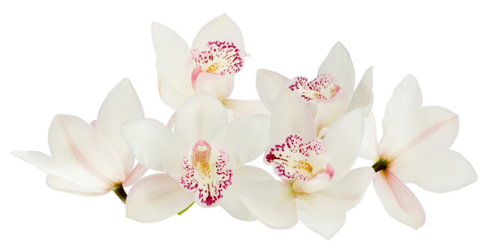 beautiful photograph of a cluster of delicate white phalaenopsis orchid flowers with detailed pink spotted centers, isolated on black.